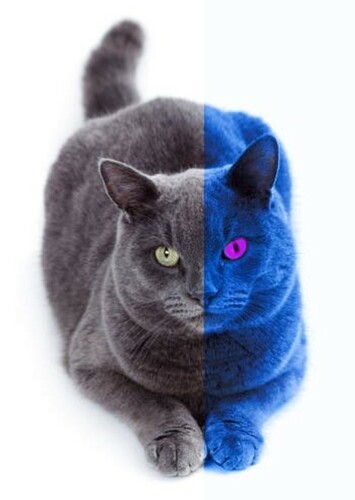 Gallus, the Origami Cat