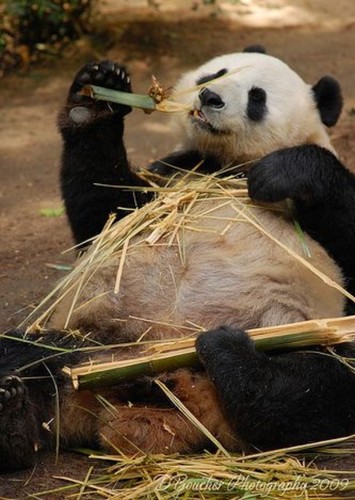 Pin the Panda