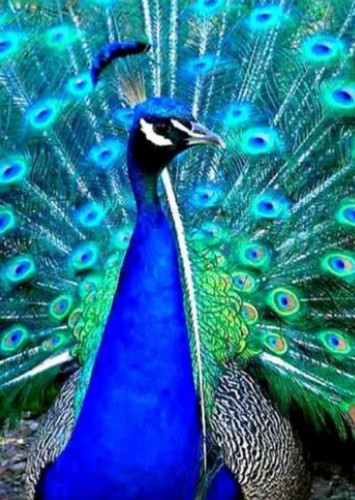 The Peacock
