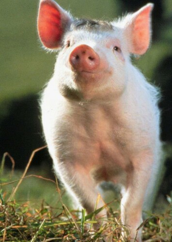 The Pig