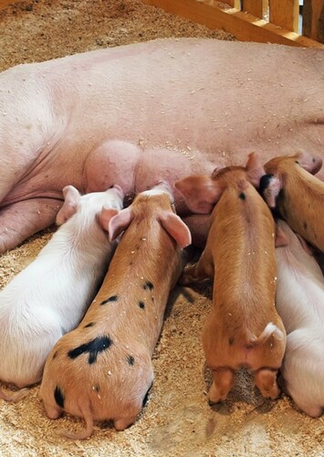 The piglets