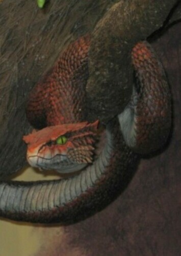 The Serpent
