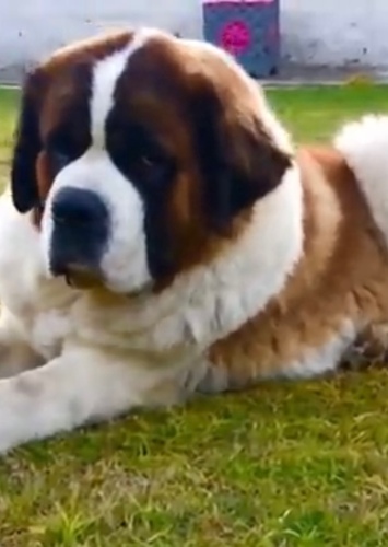 The Shaggy Dog