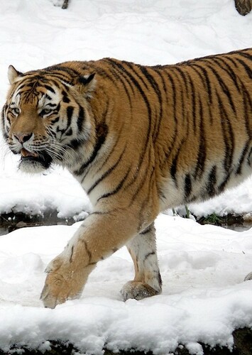 The Siberien Tiger