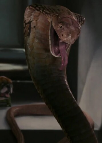 The Snake