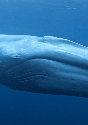 The Whale