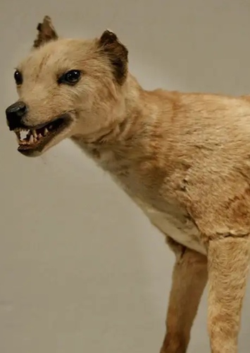 Thylacine