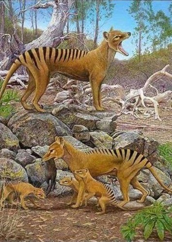 Thylacine / Tasmanian Tiger