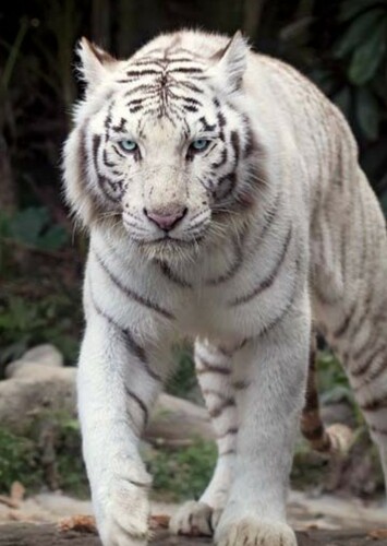 Tigatron