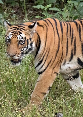 Tiger