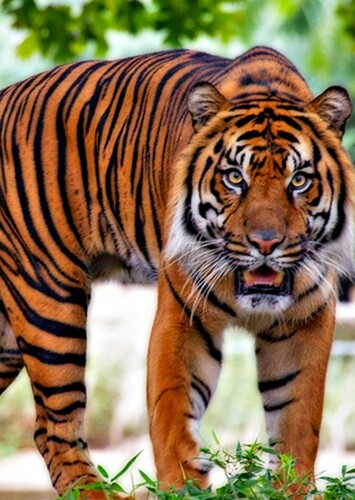 Tiger