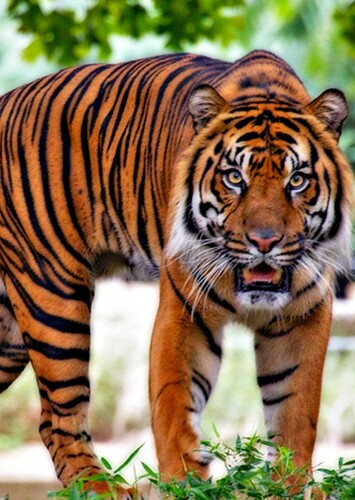 Tiger