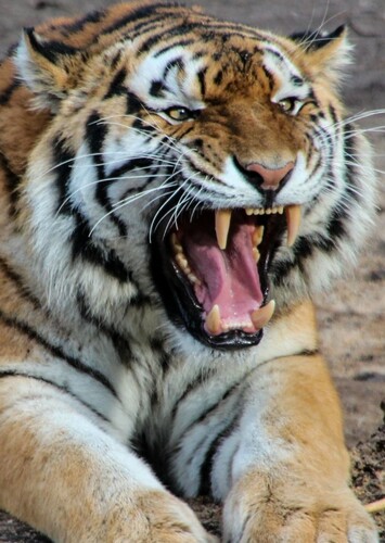 Tiger in Wild Nature
