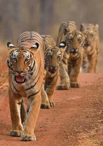 Tiger’s Family