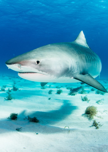 Tiger Shark