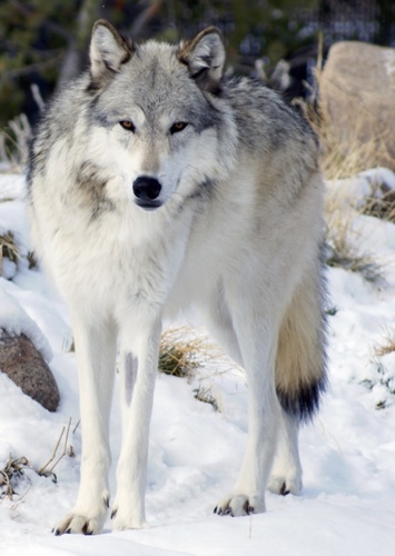 Timber Wolf
