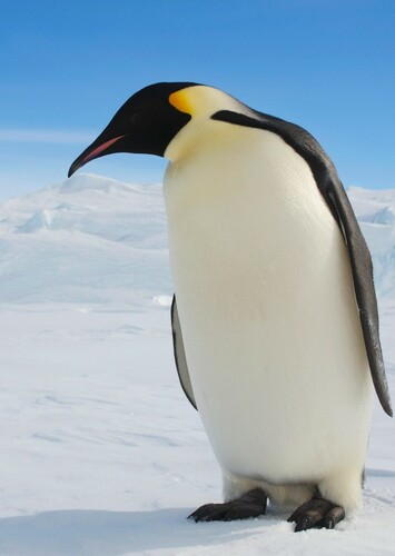 Timmy The Emperor Penguin