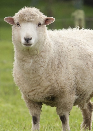 Timmy the Sheep