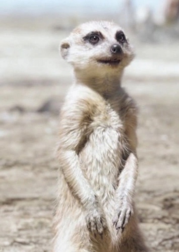 Timon