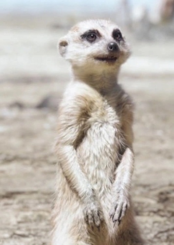 Timon