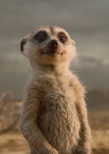 Timon