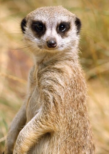 Timon