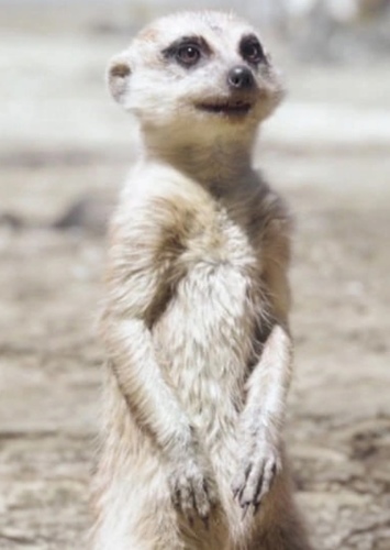 Timon