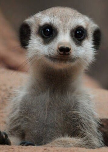Timon