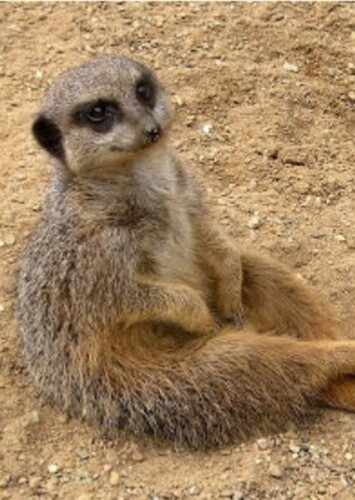 Timon