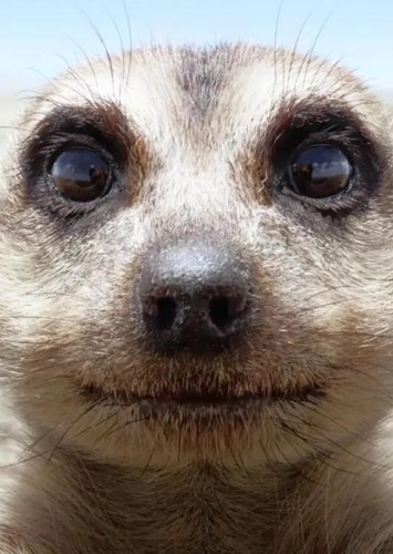 Timon