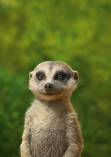 Timon