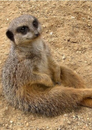 Timon's mother