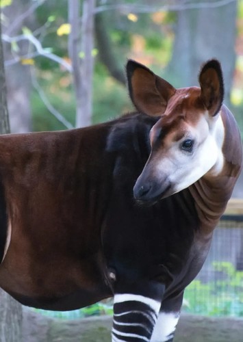 Tina The Okapi