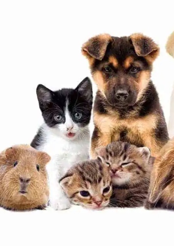 Tinkles’ pets