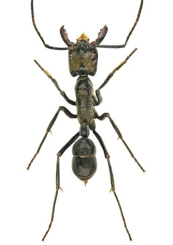 Titanomyrma