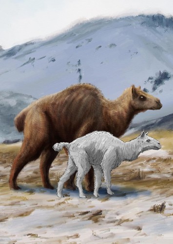 Titanotylopus