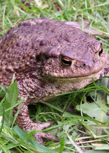 Toad