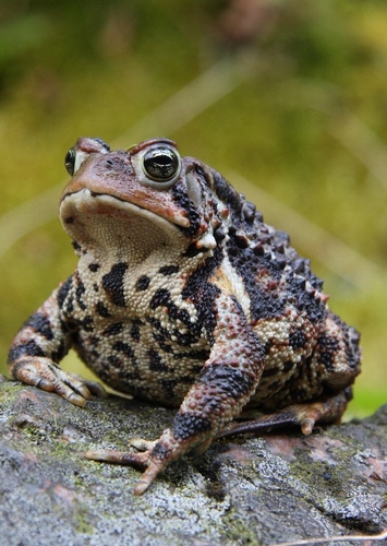 Toad