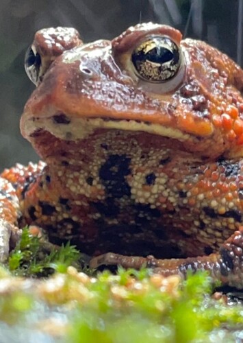 Toad