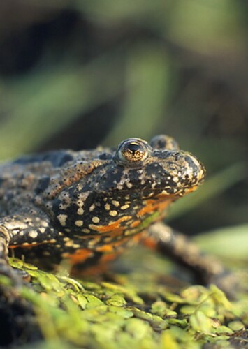 Toad