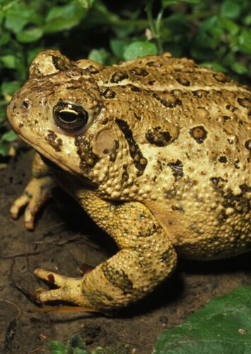 Toad (Animal)