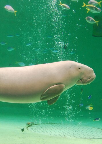 Toba Aquarium