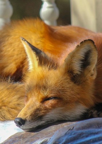 Tod