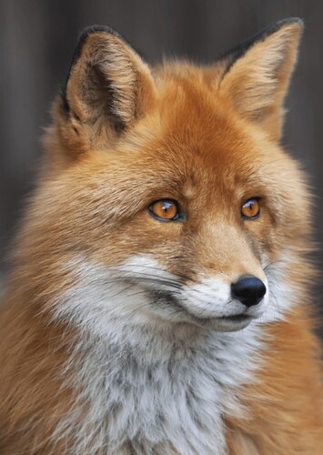 Tod