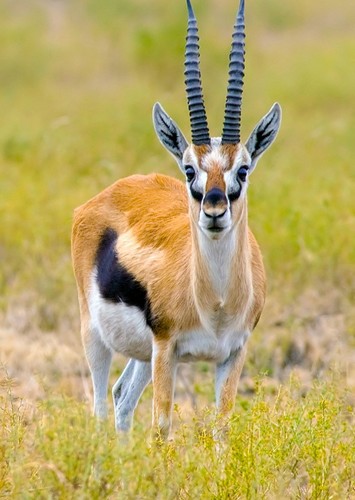 Tommy the Thomson's Gazelle