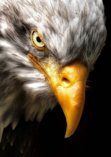 Torres