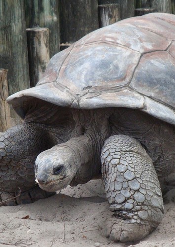 Tortoise
