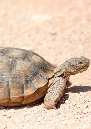 Tortoise