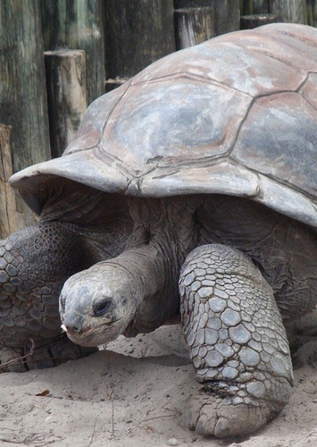 Tortoise