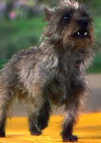 Toto